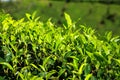 Landscape of green tea plantations. Munnar, Kerala, India Royalty Free Stock Photo