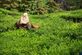 Landscape of green tea plantations. Munnar, Kerala, India Royalty Free Stock Photo