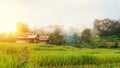 Landscape of green terraced rice field and small hut Royalty Free Stock Photo