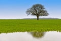 Landscape with green tree with water reflection Royalty Free Stock Photo