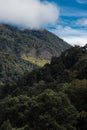 Landscape of the green upper area of a hill reforested with trees and nature on a summer day