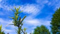 Landscape with green vegetation, Royalty Free Stock Photo