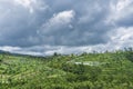 Landscape with green vibrant rice terraces with palm trees and mountains with heavy clouds Royalty Free Stock Photo