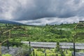 Landscape with green vibrant rice terraces with palm trees and mountains with heavy clouds Royalty Free Stock Photo