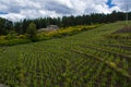 Landscape with green vineyards in Etna volcano region with mineral rich soil on Sicily, Italy Royalty Free Stock Photo