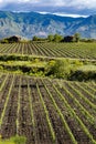 Landscape with green vineyards in Etna volcano region with mineral rich soil on Sicily, Italy Royalty Free Stock Photo