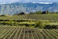 Landscape with green vineyards in Etna volcano region with mineral rich soil on Sicily, Italy Royalty Free Stock Photo