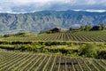 Landscape with green vineyards in Etna volcano region with mineral rich soil on Sicily, Italy