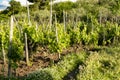 Landscape with green vineyards in Etna volcano region with mineral rich soil on Sicily, Italy Royalty Free Stock Photo