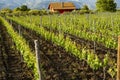 Landscape with green vineyards in Etna volcano region with mineral rich soil on Sicily, Italy Royalty Free Stock Photo