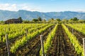 Landscape with green vineyards in Etna volcano region with mineral rich soil on Sicily, Italy Royalty Free Stock Photo