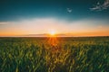 Landscape Of Green Wheat Field Under Scenic Summer Dramatic Sky In Sunset Dawn Sunrise. Skyline. Copyspace Royalty Free Stock Photo