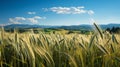 Landscape of green wheat growth in the field. AI Generated