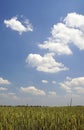 Landscape with green wheat's field Royalty Free Stock Photo