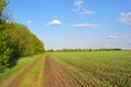 Landscape with green winter wheat field and road along trees line, blue cloudy sky on horizon Royalty Free Stock Photo