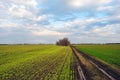 Landscape with green winter wheat field and road, trees line on horizon, bright blue cloudy sky, sunny day Royalty Free Stock Photo