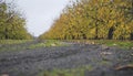 landscape with ground road through apple orchard Royalty Free Stock Photo