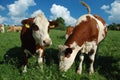 Landscape with group young cow Royalty Free Stock Photo