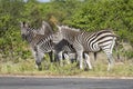 group of zebras in grass on roadside at Kruger park wild countryside, South Africa Royalty Free Stock Photo