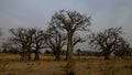 Landscape with grove of baobab trees at sunset , Tchamba, Cameroon