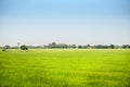 Landscape of growing green rice field in wide area with sun light