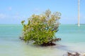 Landscape at the Gulf of Mexico, Overseas Highway, Florida Keys Royalty Free Stock Photo