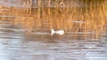 Landscape, a half-frozen lake in front of the forest, a feather lies on the ice. close up. Reflections on the water