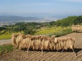 Landscape with hay drying in the sun on a stack on a rice paddy in the mountains in Japan ecological, organic, sustainable farmin Royalty Free Stock Photo