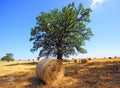 Landscape with hay roll Royalty Free Stock Photo