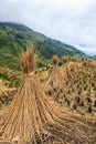 Landscape with hay stacks drying on rice fields Royalty Free Stock Photo