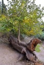 Landscape in the HaZorea Forest, Nahal Hashofet, Israel