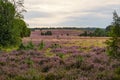 Landscape of heath blossom, Luneburg, Germany, Europe