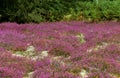 Landscape with Heathers, Sologne in France Royalty Free Stock Photo