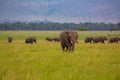 Landscape of herd of African elephants Royalty Free Stock Photo