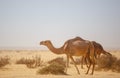 Landscape a herd of camels in the desert