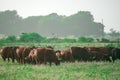 Landscape with herd of cow grazing on green field with fresh grass. Herd of cows grazing at summer green field. Royalty Free Stock Photo