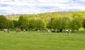 Landscape - herd of cows grazing