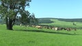 Landscape with herd of cows on the meadow, the biosphere reservation Bile Karpaty UNESCO