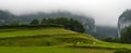 Landscape-Herd of cows in the Pyrenees-France