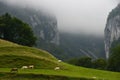 Landscape-Herd of cows in the Pyrenees-France Royalty Free Stock Photo