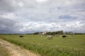 Landscape with herd of cows, rainy weather is coming in cloudy skies, in the pasture, farm in the background on the isle of Royalty Free Stock Photo