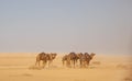 Landscape a herd of camels in the desert