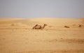 Landscape a herd of camels in the desert