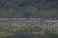 Landscape of Herons in the lake