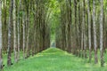 Landscape of Hevea brasiliensis Muell. Arg. or Para Rubber