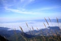 The landscape of high mountain fog covered forest. Royalty Free Stock Photo