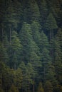 Landscape of high mountain pine trees of intense green color