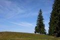 Landscape, high Picea abies on the background of a beautiful blue sky with clouds