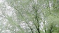 Landscape with high willows with crown rustling in the wind over the river