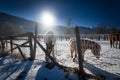 Landscape of highland field at winter with pasturing horses